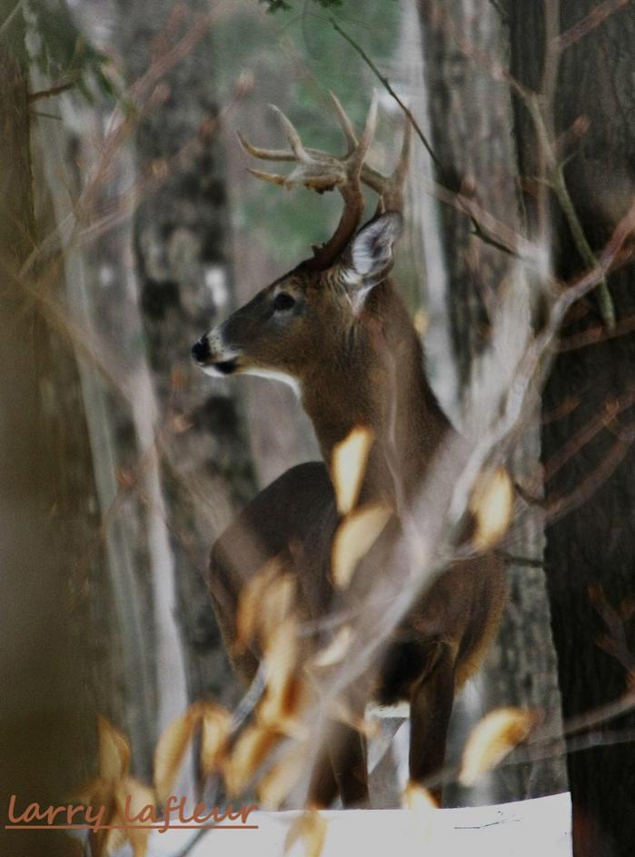 Name:  Buck 4 S.jpg
Views: 366
Size:  70.5 KB
