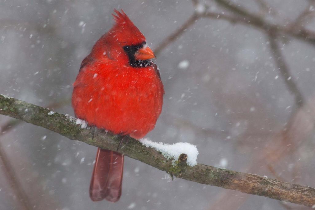 Name:  Cardinal-19.jpg
Views: 982
Size:  56.5 KB