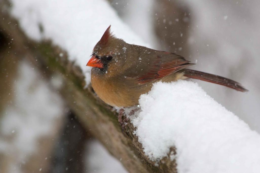 Name:  Cardinal-18.jpg
Views: 894
Size:  48.7 KB