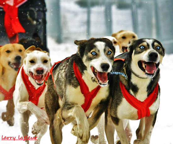 Name:  blue eye dogs 2.jpg
Views: 464
Size:  278.2 KB