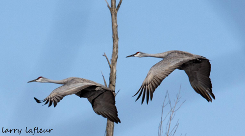 Name:  Sandhill cranes (2).jpg
Views: 755
Size:  99.2 KB
