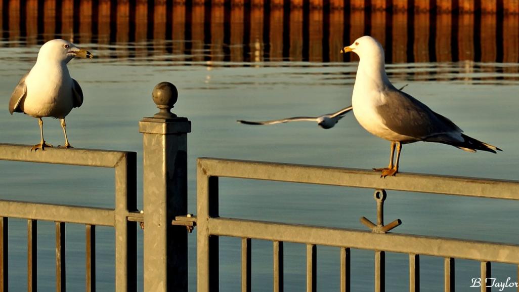 Name:  GullConversation.jpg
Views: 446
Size:  69.3 KB