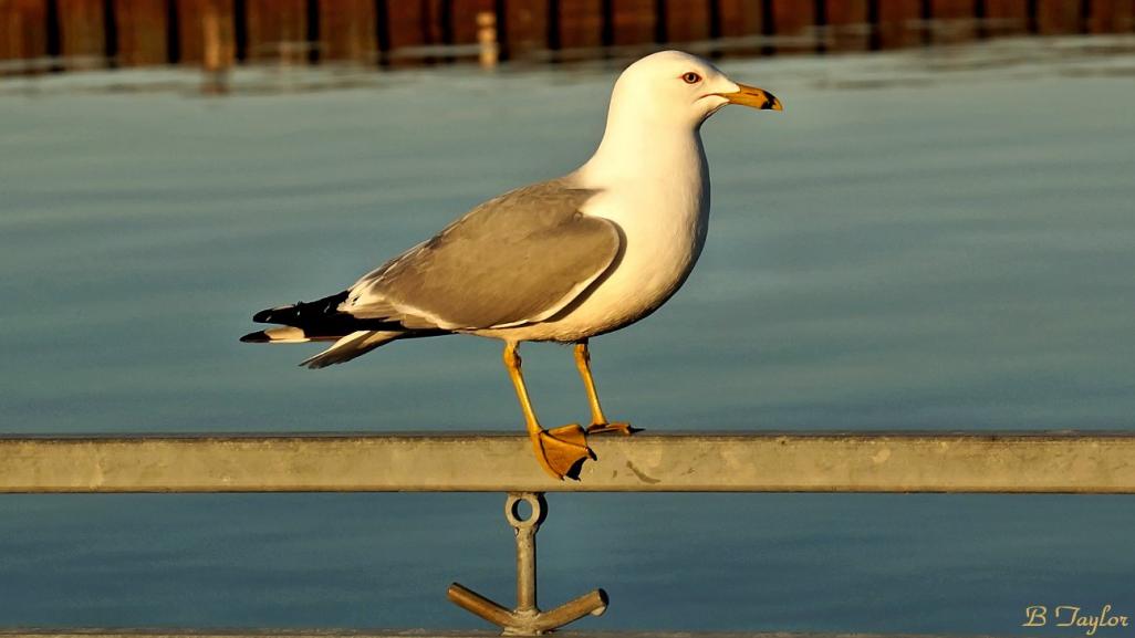 Name:  AnchoredSeagull.jpg
Views: 420
Size:  47.9 KB