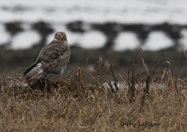 Name:  Harrier ground 7.jpg
Views: 287
Size:  218.8 KB