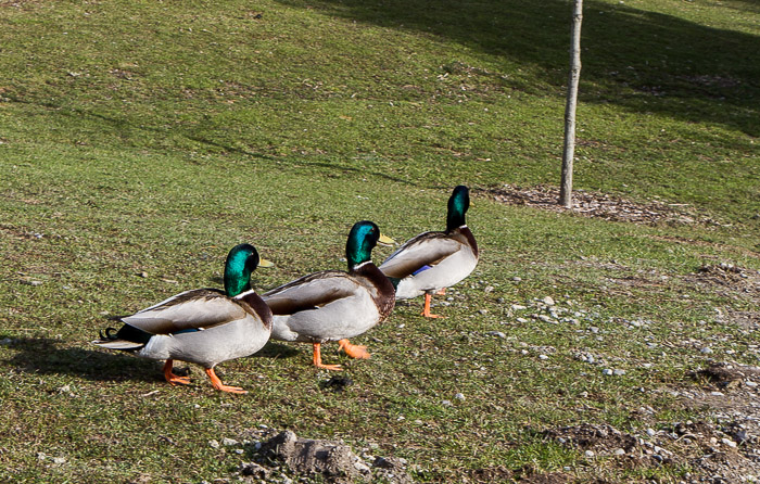 Name:  all in a row 1.jpg
Views: 442
Size:  211.1 KB