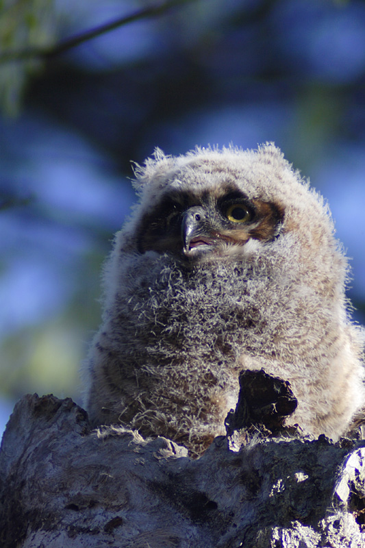 Name:  Great Horned Owl, juvenile.jpg
Views: 420
Size:  191.3 KB