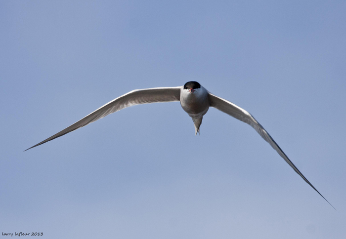 Name:  Tern front (2).jpg
Views: 202
Size:  151.9 KB