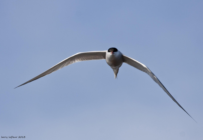 Name:  Tern front (2).jpg
Views: 354
Size:  151.9 KB