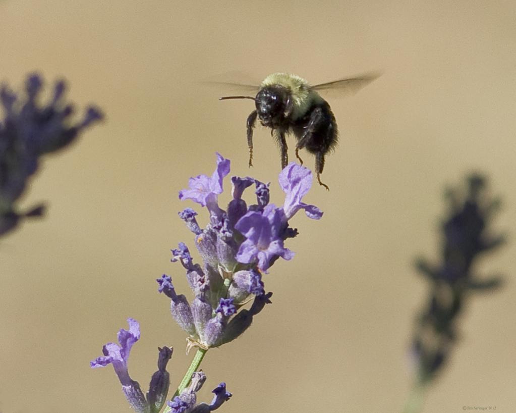 Name:  Bee,flower .jpg
Views: 376
Size:  65.0 KB