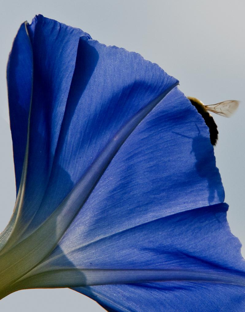 Name:  Prescott garden,Morning Glory,bee.jpg
Views: 366
Size:  82.7 KB