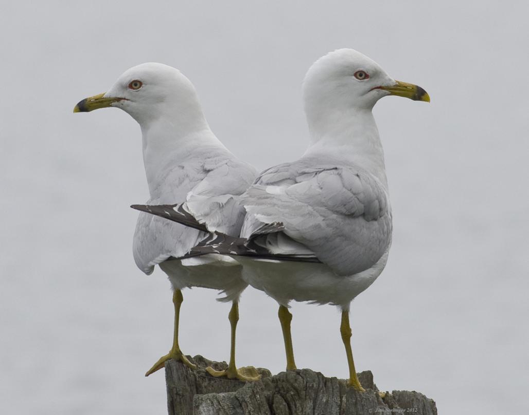 Name:  Two gulls(1)Iroquois,11x14 .jpg
Views: 264
Size:  46.0 KB