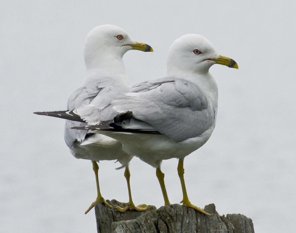 Name:  Two gulls,Iroquois,11x14 .jpg
Views: 238
Size:  60.5 KB