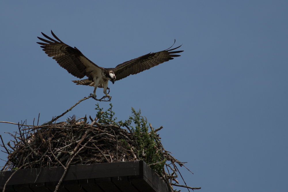 Name:  Osprey-5.jpg
Views: 562
Size:  224.1 KB