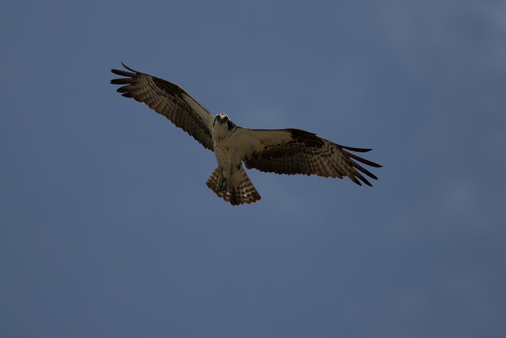 Name:  Osprey-6.jpg
Views: 525
Size:  312.4 KB