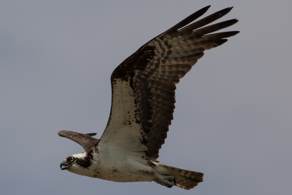 Name:  Osprey-3.jpg
Views: 563
Size:  289.1 KB