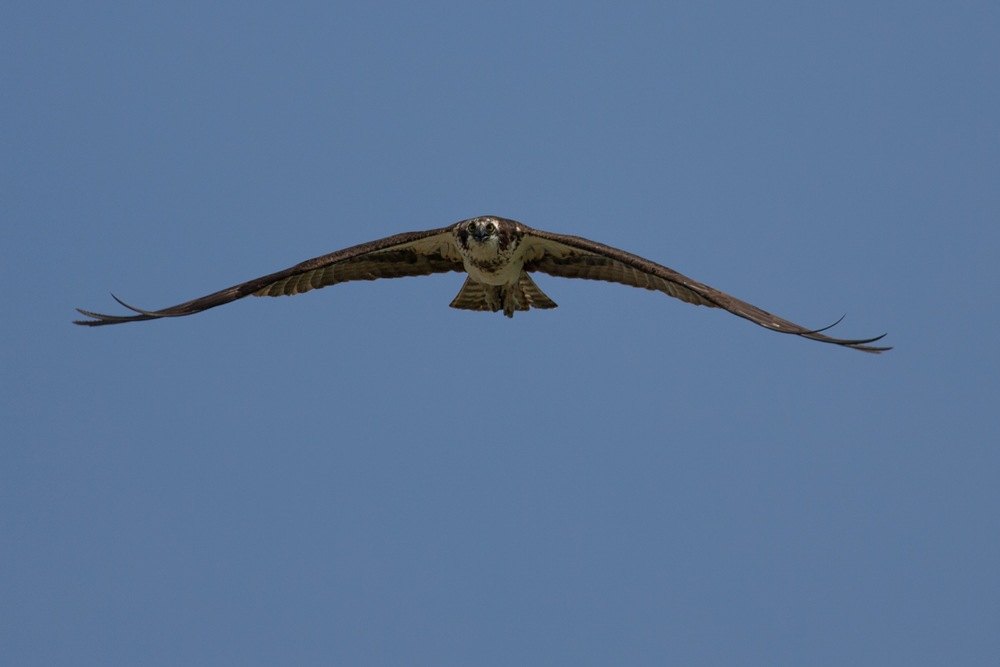 Name:  Osprey.jpg
Views: 546
Size:  239.4 KB