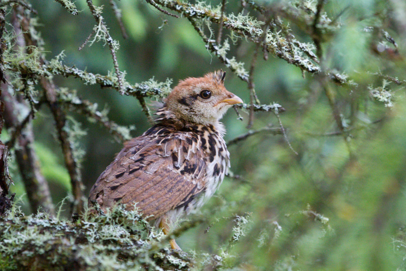 Name:  little partridge 1.jpg
Views: 233
Size:  235.1 KB