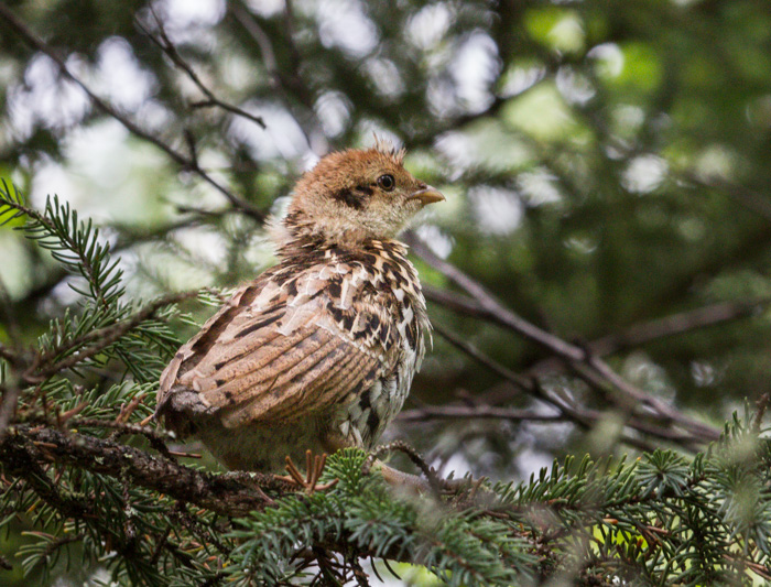 Name:  little partridge 2.jpg
Views: 404
Size:  208.4 KB