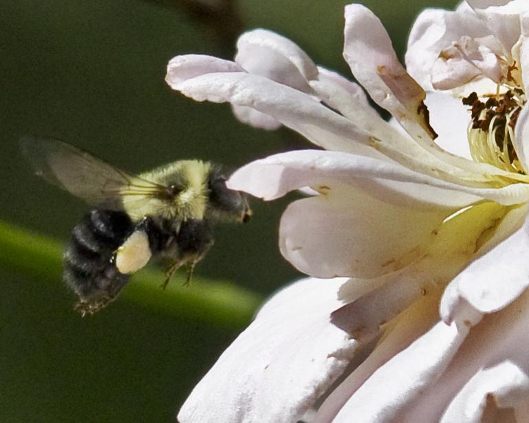 Name:  Bee, garden,Aug 11,2013  .jpg
Views: 451
Size:  56.2 KB