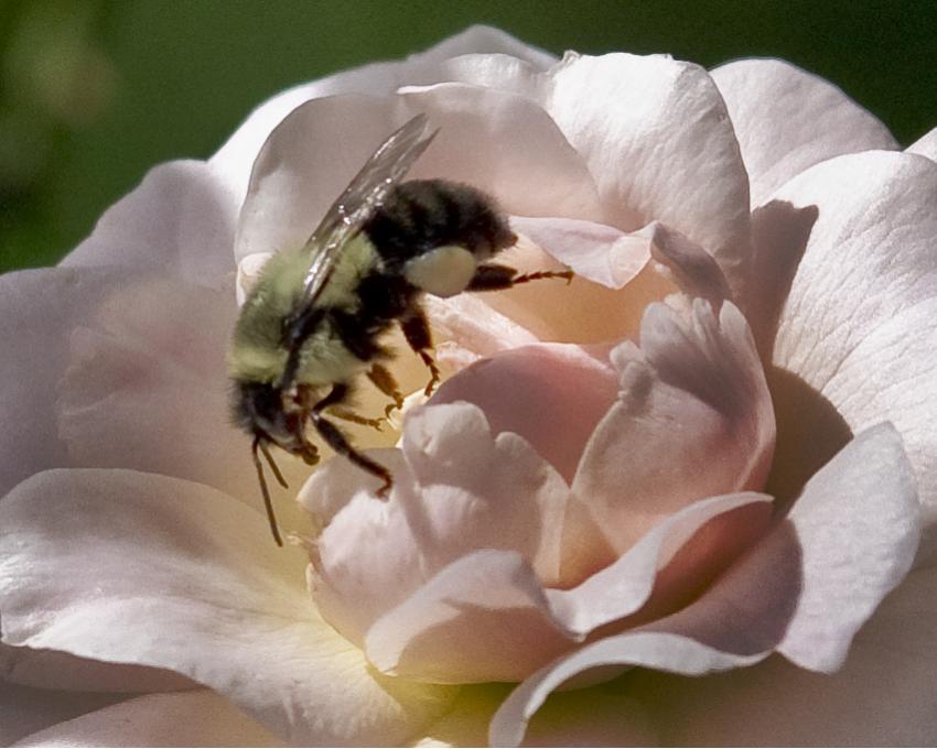 Name:  Bee, garden,Aug 11,2013 .jpg
Views: 388
Size:  64.6 KB