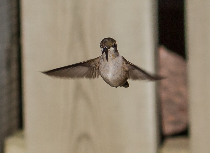 Name:  humming bird 3 aug 4-13.jpg
Views: 545
Size:  198.3 KB