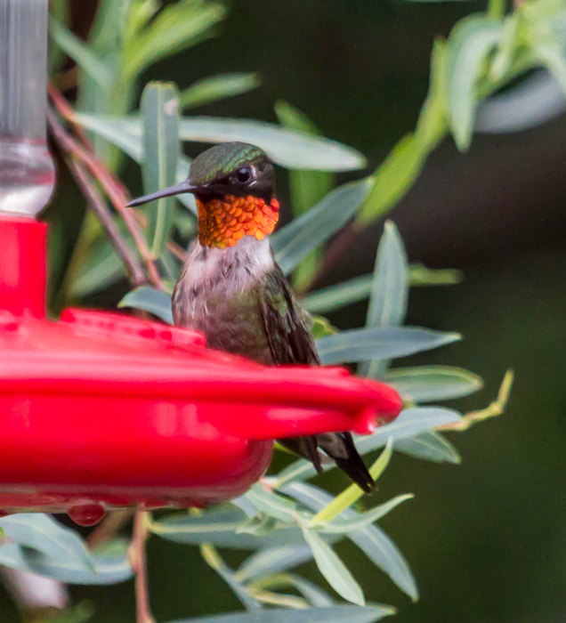 Name:  male hummingbird retry.jpg
Views: 279
Size:  224.3 KB