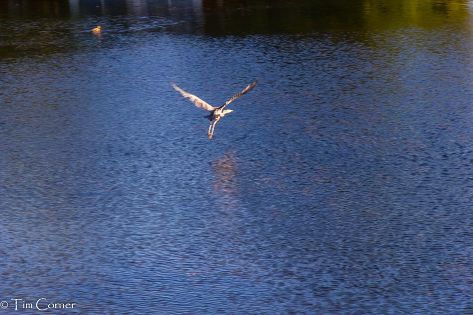 Name:  Heron3-2.jpg
Views: 403
Size:  160.2 KB