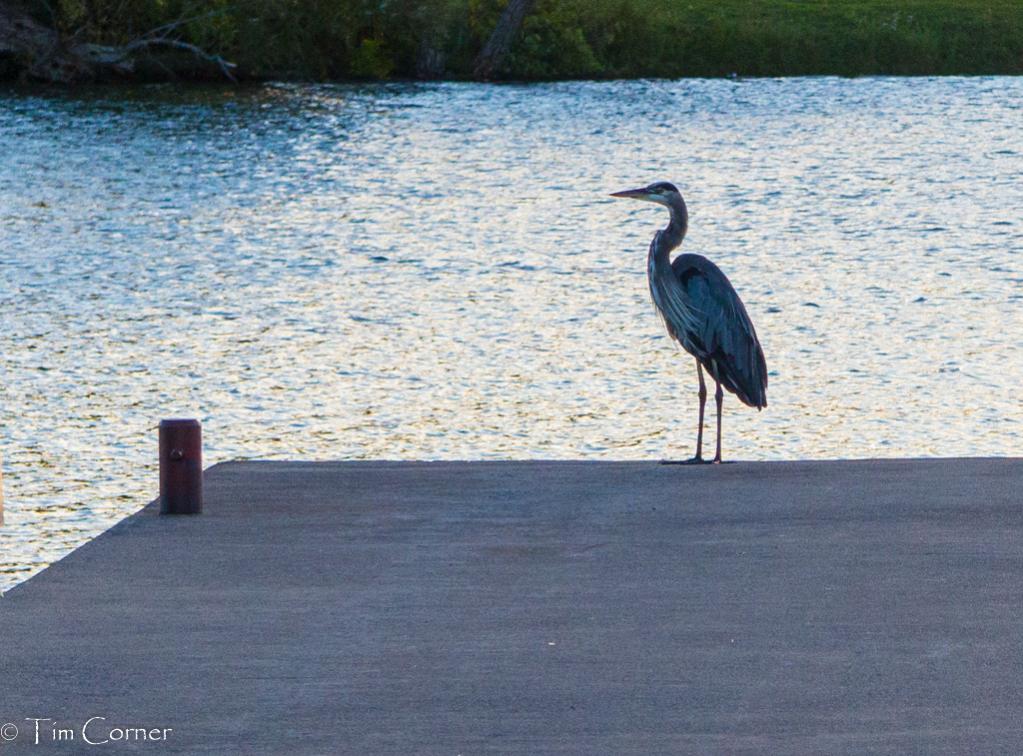 Name:  Heron 03.jpg
Views: 319
Size:  129.1 KB