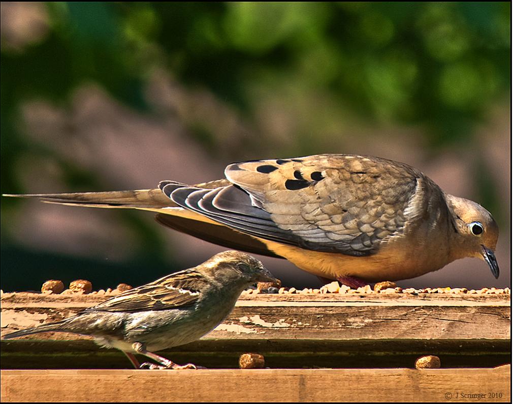 Name:  Dove & sparrow .jpg
Views: 213
Size:  118.6 KB