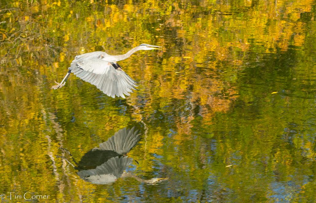 Name:  The Heron03.jpg
Views: 578
Size:  155.1 KB