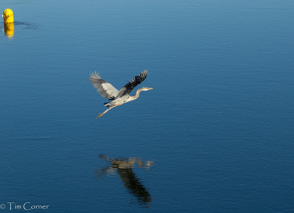 Name:  The Heron05.jpg
Views: 636
Size:  77.6 KB