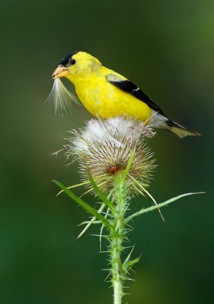 Name:  02 - Missy Mandel-  American Goldfinch on Thistle.jpg
Views: 587
Size:  57.3 KB