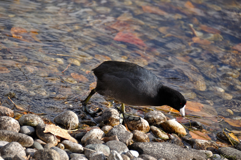 Name:  Coot 2.jpg
Views: 385
Size:  248.1 KB