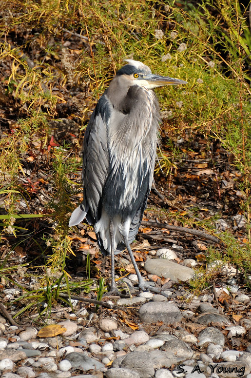 Name:  Heron 3.jpg
Views: 198
Size:  303.4 KB