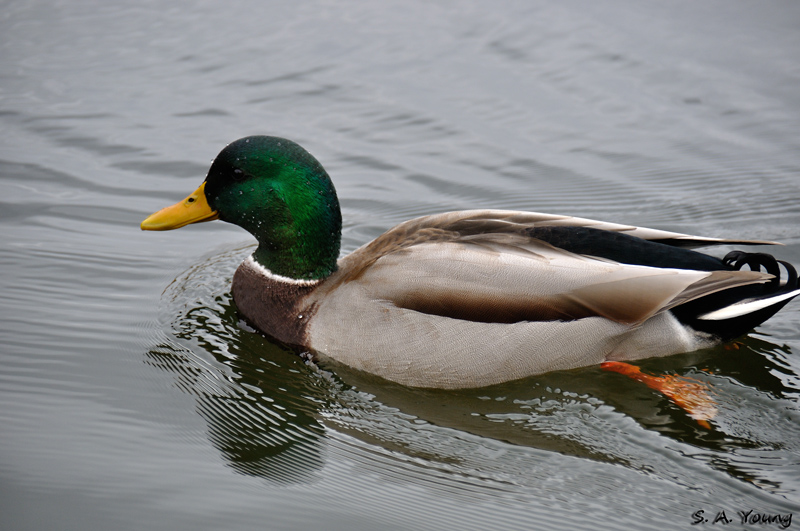Name:  Mallard 2.jpg
Views: 390
Size:  222.7 KB