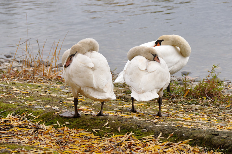 Name:  Swans 1.jpg
Views: 176
Size:  268.6 KB