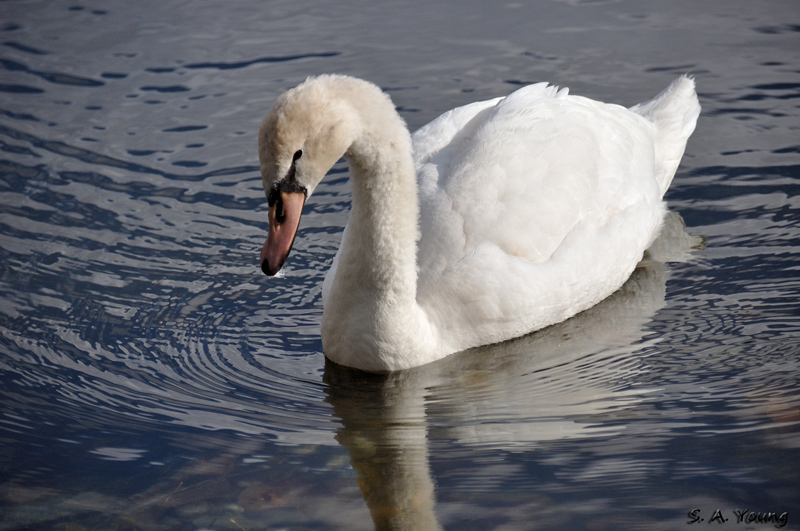 Name:  Swans 6.jpg
Views: 174
Size:  246.2 KB