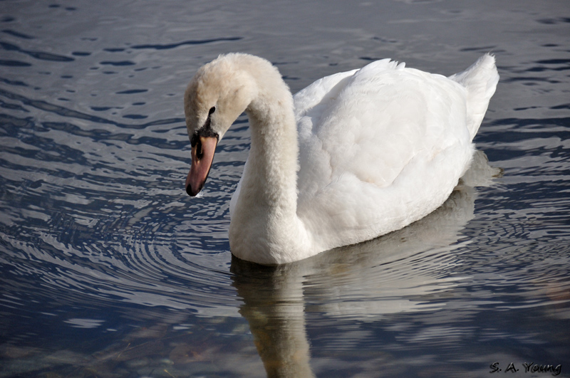 Name:  Swans 6.jpg
Views: 375
Size:  246.2 KB