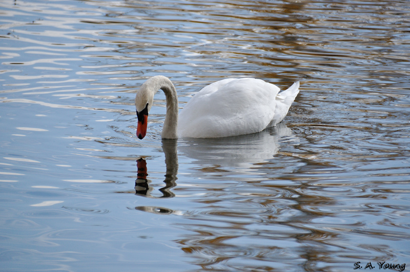 Name:  Swans 9.jpg
Views: 372
Size:  285.4 KB