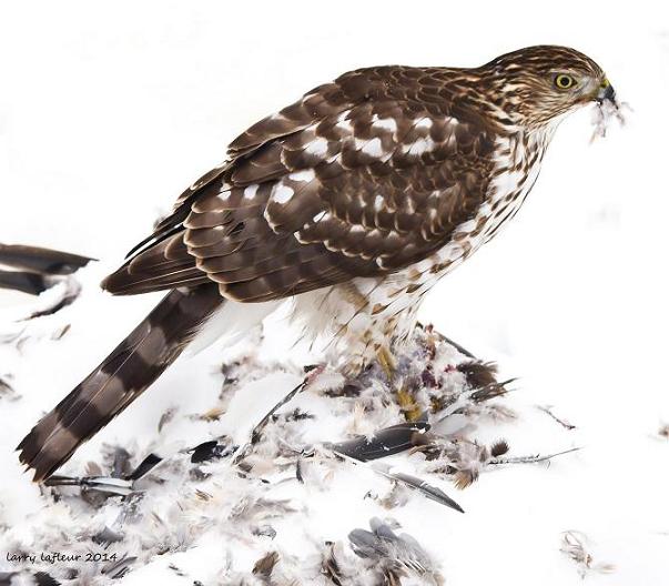 Name:  Cooper eat2 (2).jpg
Views: 462
Size:  73.0 KB