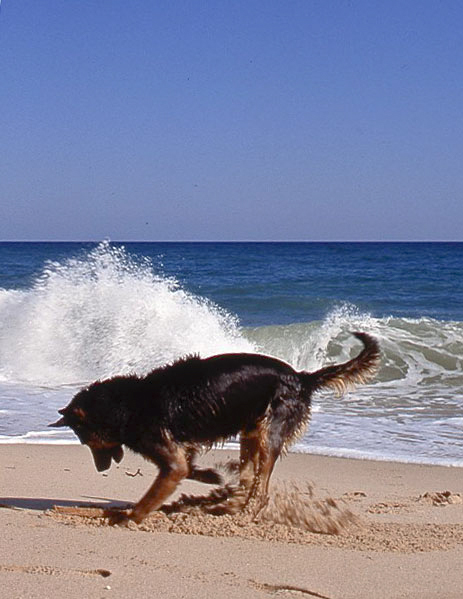 Name:  Portugal,Algarve,dog on beach  .jpg
Views: 324
Size:  146.8 KB