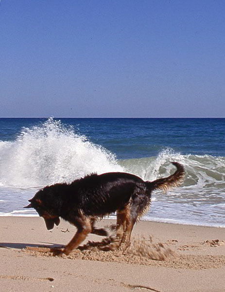 Name:  Portugal,Algarve,dog on beach  .jpg
Views: 522
Size:  146.8 KB