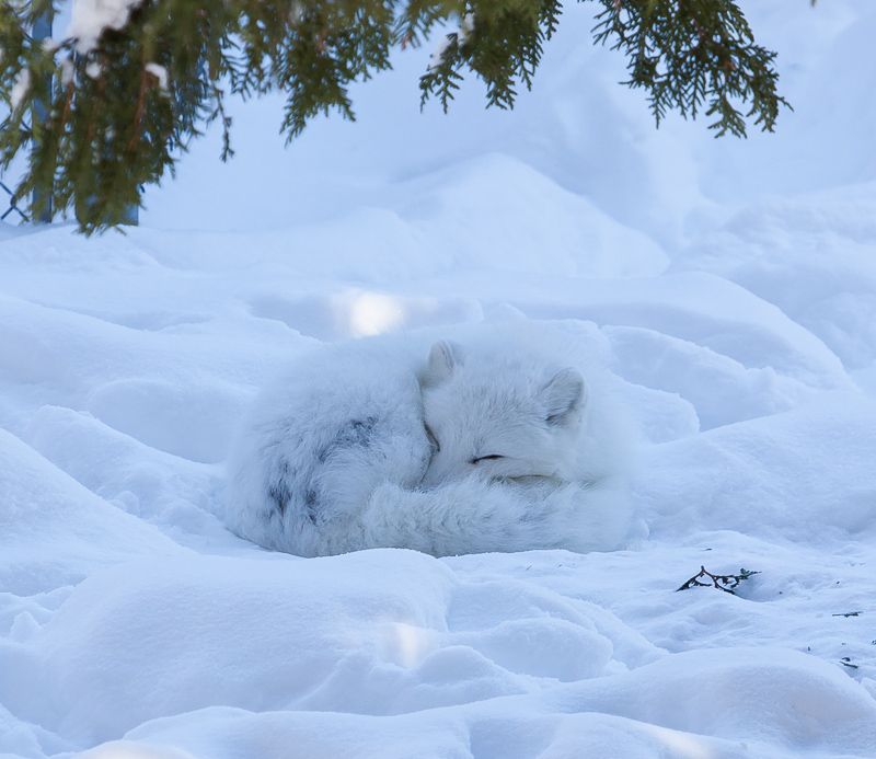 Name:  chippewa arctic fox.JPG
Views: 334
Size:  238.6 KB