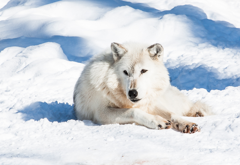 Name:  chippewa timberwolf 2.JPG
Views: 595
Size:  266.9 KB