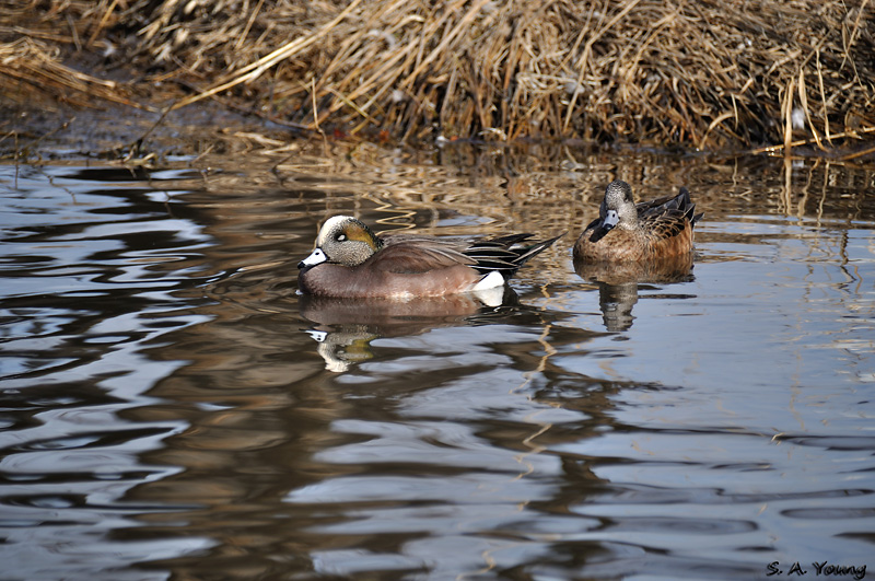 Name:  Widgeons 1.jpg
Views: 397
Size:  249.8 KB