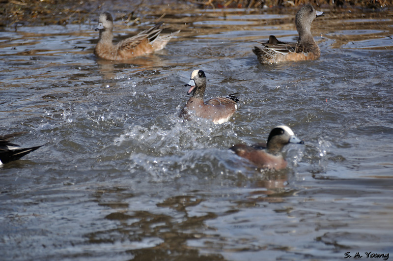 Name:  Widgeons 4.jpg
Views: 441
Size:  224.1 KB