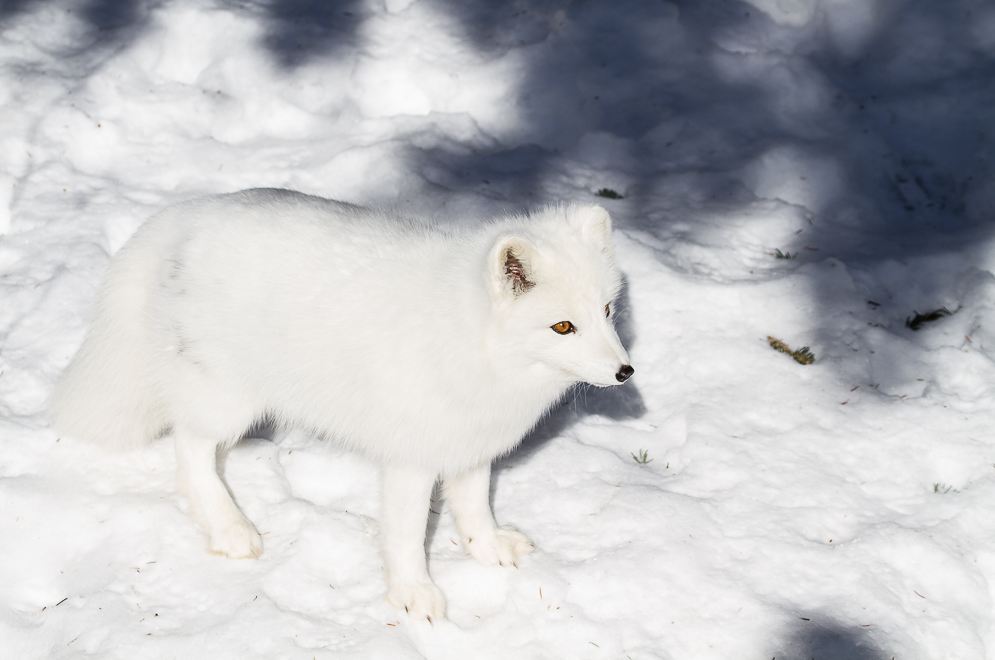 Name:  Arctic Fox.JPG
Views: 284
Size:  60.9 KB