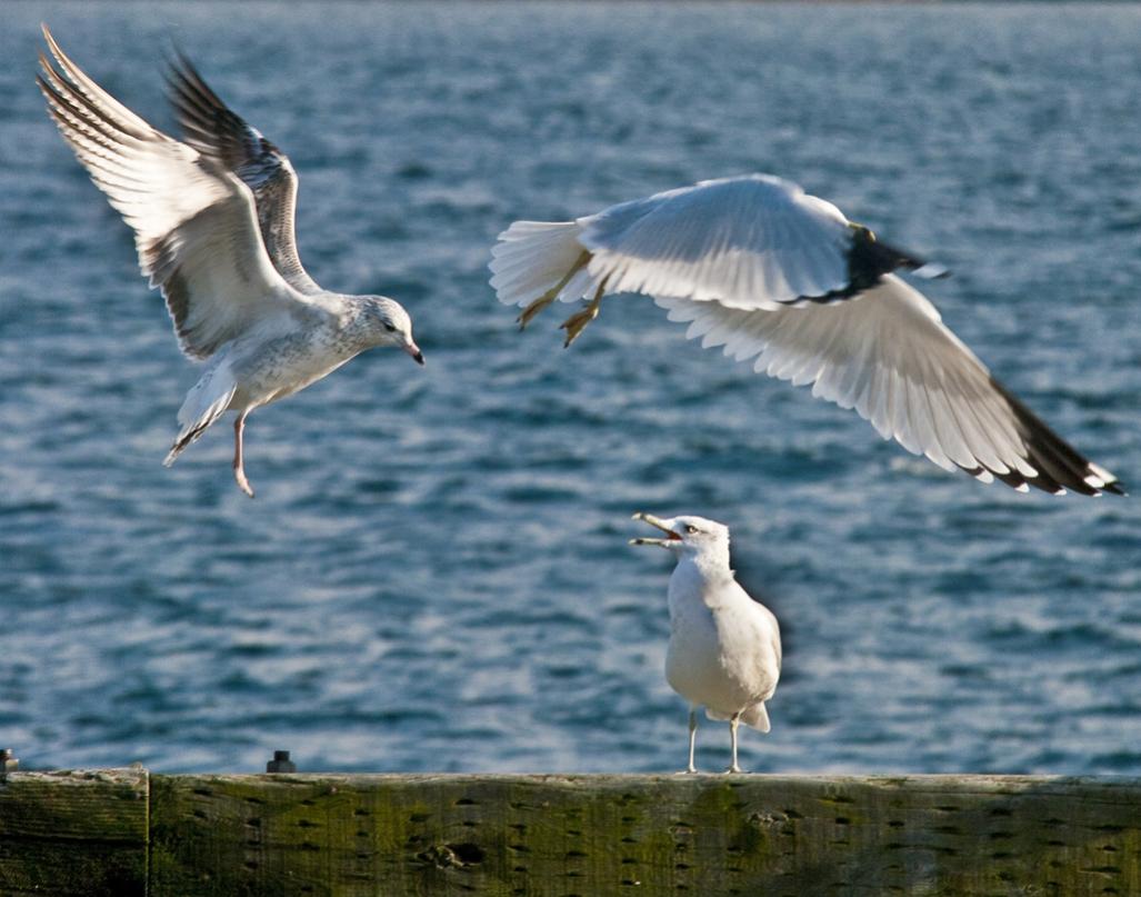 Name:  Gulls .jpg
Views: 550
Size:  95.5 KB
