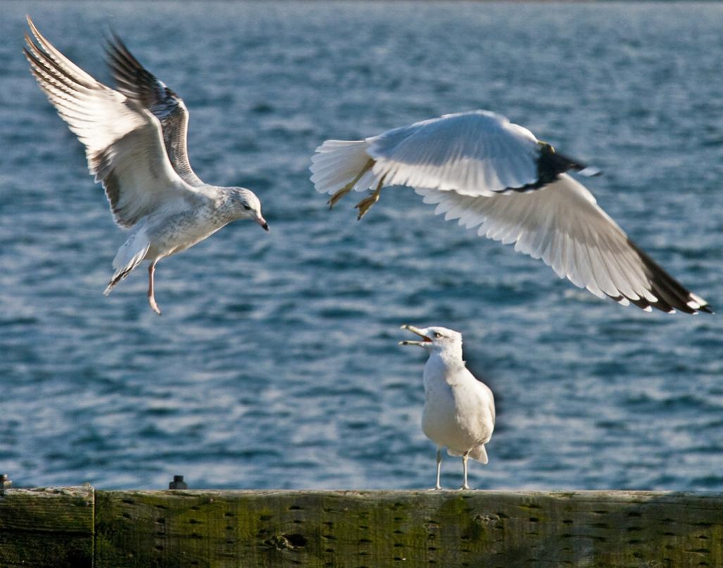 Name:  Gulls .jpg
Views: 268
Size:  95.5 KB