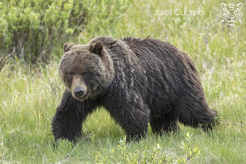 Name:  mrgrizzsmall.jpg
Views: 1895
Size:  93.1 KB